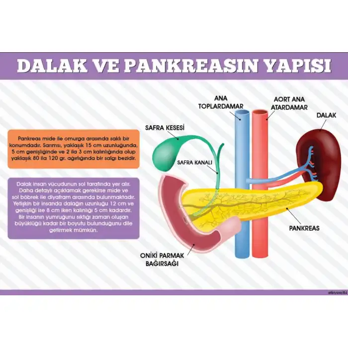 Dalak ve Pankreasın Yapısı Afişi