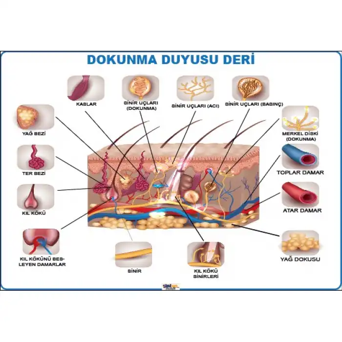 Dokunma Duyusu Deri Afişi