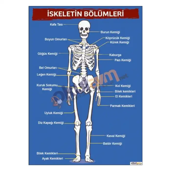 İskeletin Bölümleri Afişi