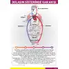 Dolaşım Sisteminde Kan Akışı Afişi