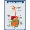Sindirim Sitemi Afişi