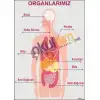 Organlarımız Posteri