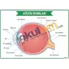 Gözün Bölümleri Afişi
