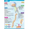 DNA Afişi
