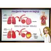 Akciğerin Yapısı ve Zatürre Afişi