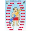 İngilizce Vücudumuzun Bölümleri (Body Parts) Afişi