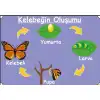 Kelebeğin Oluşumu Afişi