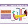 Dalak ve Pankreasın Yapısı Afişi