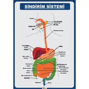Sindirim Sitemi Afişi