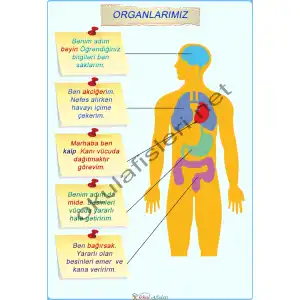 Organlarımız Afişi