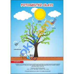 Fotosentez Afişi