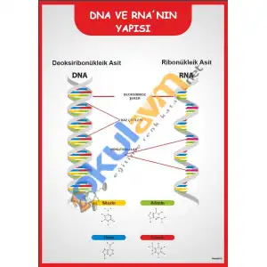 DNA ve RNA nın Yapısı Afişi