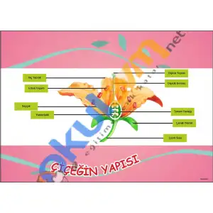 Çiçeğin Yapısı Afişi