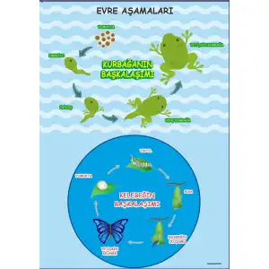 Başkalaşım Afişi