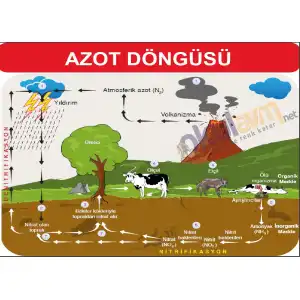 Azot Döngüsü Afişi