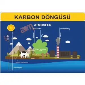 Karbon Döngüsü Afişi