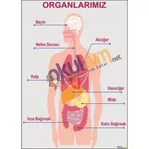 Organlarımız Posteri