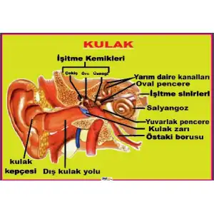 Kulağın Yapısı Afişi