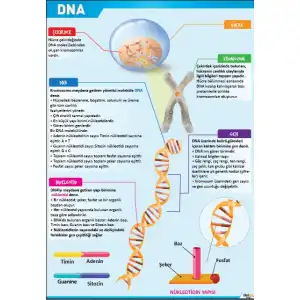 DNA Afişi