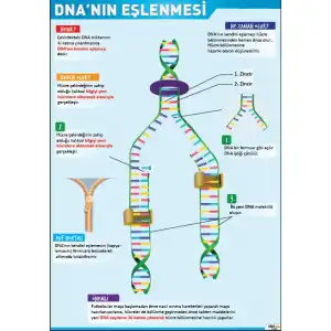 DNA Eşlenmesi Afişi