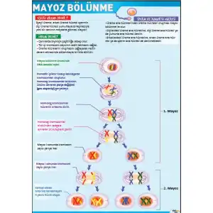 Mayoz Bölünme Afişi