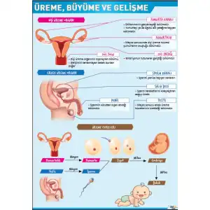 Üreme Büyüme ve Gelişme Afişi