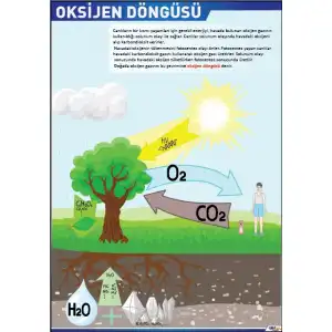 Oksijen Döngüsü Afişİ