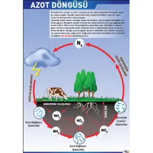 Azot Döngüsü Posteri