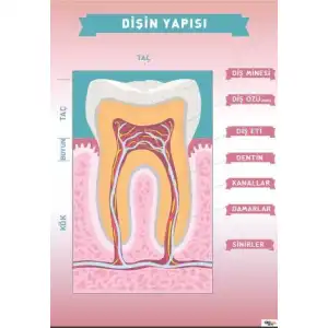Dişin Yapısı Afişi