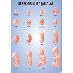 Bebek Gelişim Aşamaları Afişi