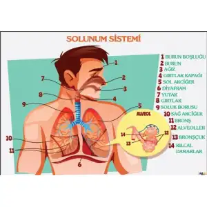 Solunum Sistemi Afişi
