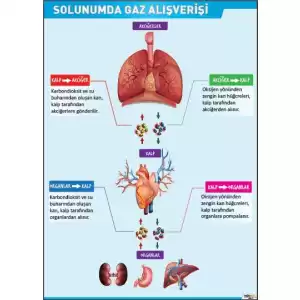 Solunumda Oksijen Alışverişi Afişi