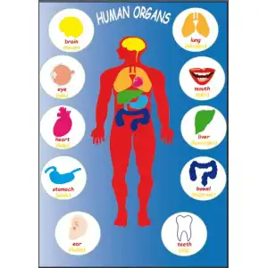İngilizce Organlar Afişi (Human Organs)