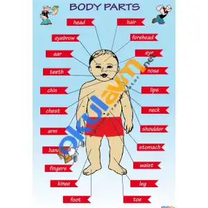 İngilizce Vücudumuzun Bölümleri (Body Parts) Afişi