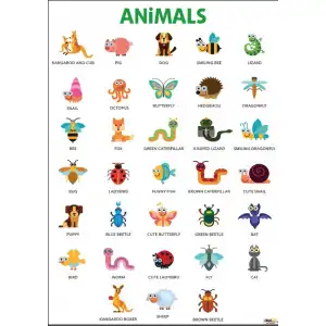 Animals Afişi 2
