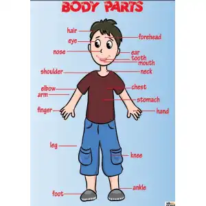 İngilizce Body Parts Afişi