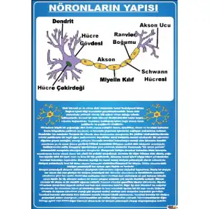 Nöronların Yapısı Afişi