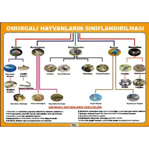 Omurgalı Hayvanların Sınıflandırılması Afişi