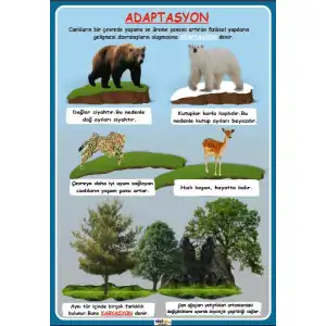 Adaptasyon Afişi