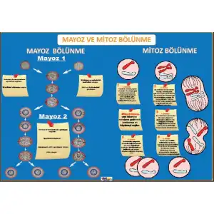 Mayoz ve Mitoz bölünme Afişi