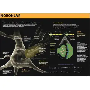 Nöronlar Afişi (Posteri)