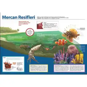Mercan Resifleri Afişi (Posteri)