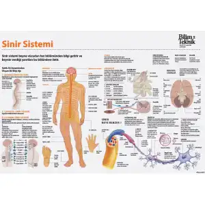 Sinir Sistemi Afişi