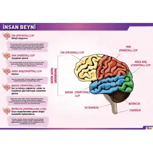 İnsan Beyni Afişi