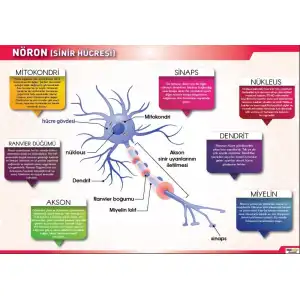 Nöron (Sinir Hücresi) Afişi