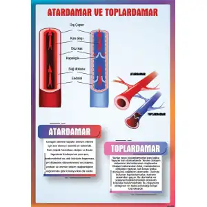 Atardamar ve Toplardamar Afişi