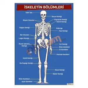 İskeletin Bölümleri Afişi