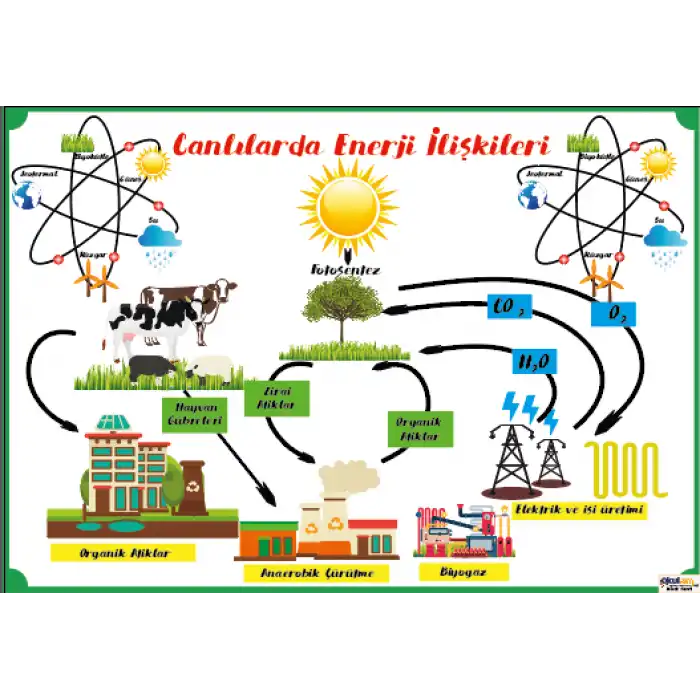 Canlılarda Enerji İlişkileri Afişi
