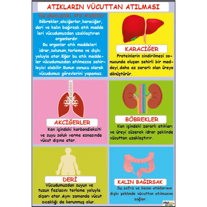 Atıkların Vücuttan Atılması Afişi