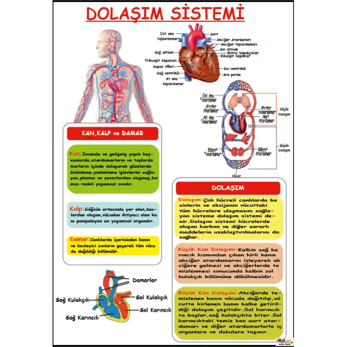 Dolaşım Sistemi Afişi
